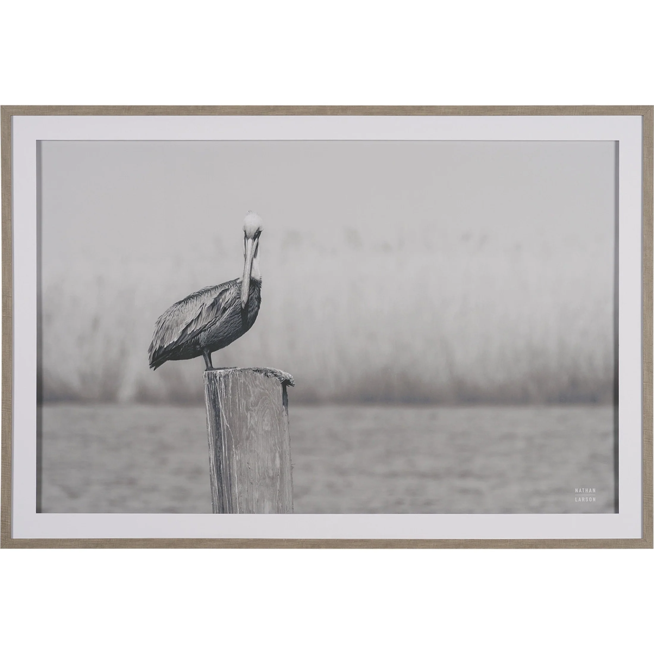 Pelican Stories Framed Art Print