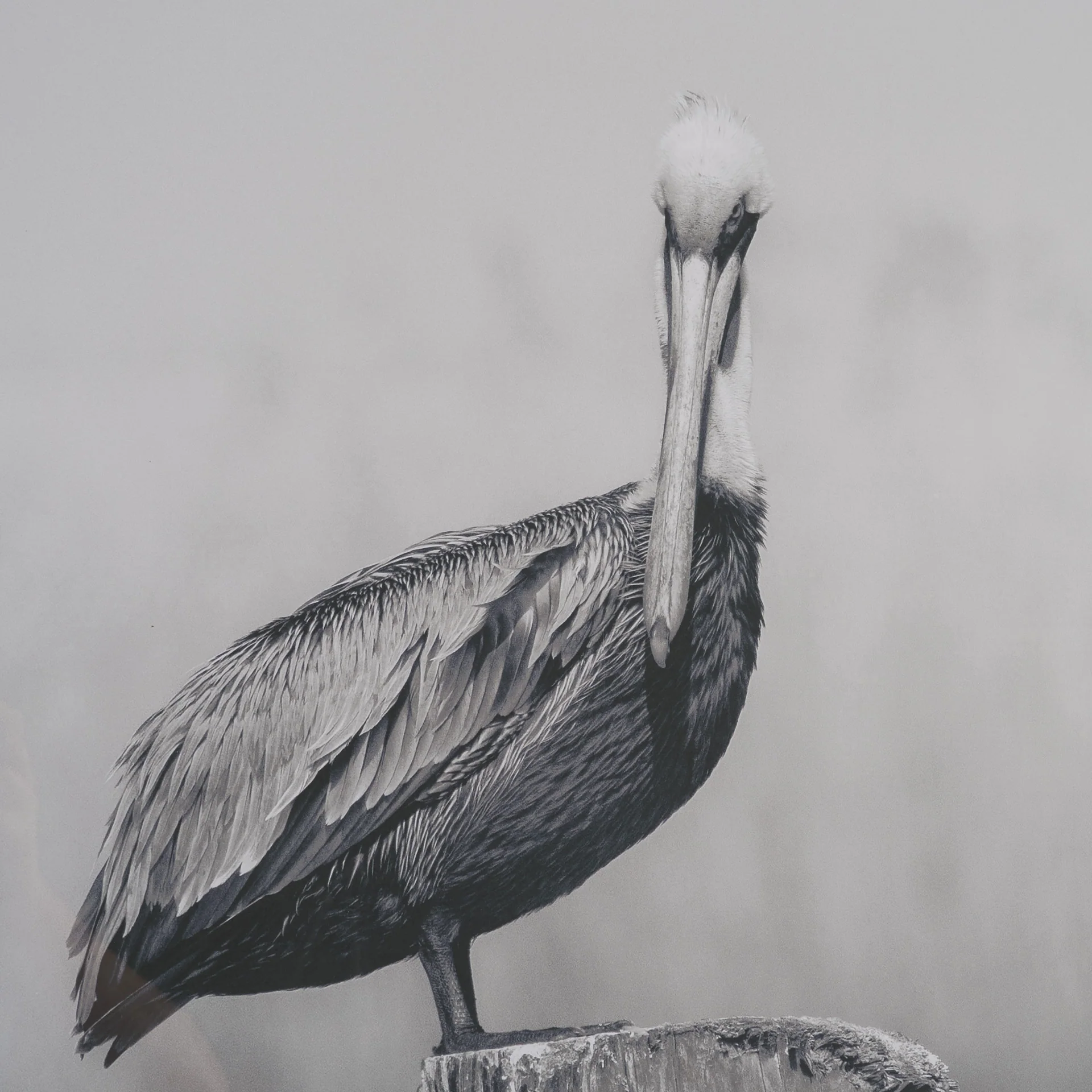 Pelican Stories Framed Art Print - Image 7