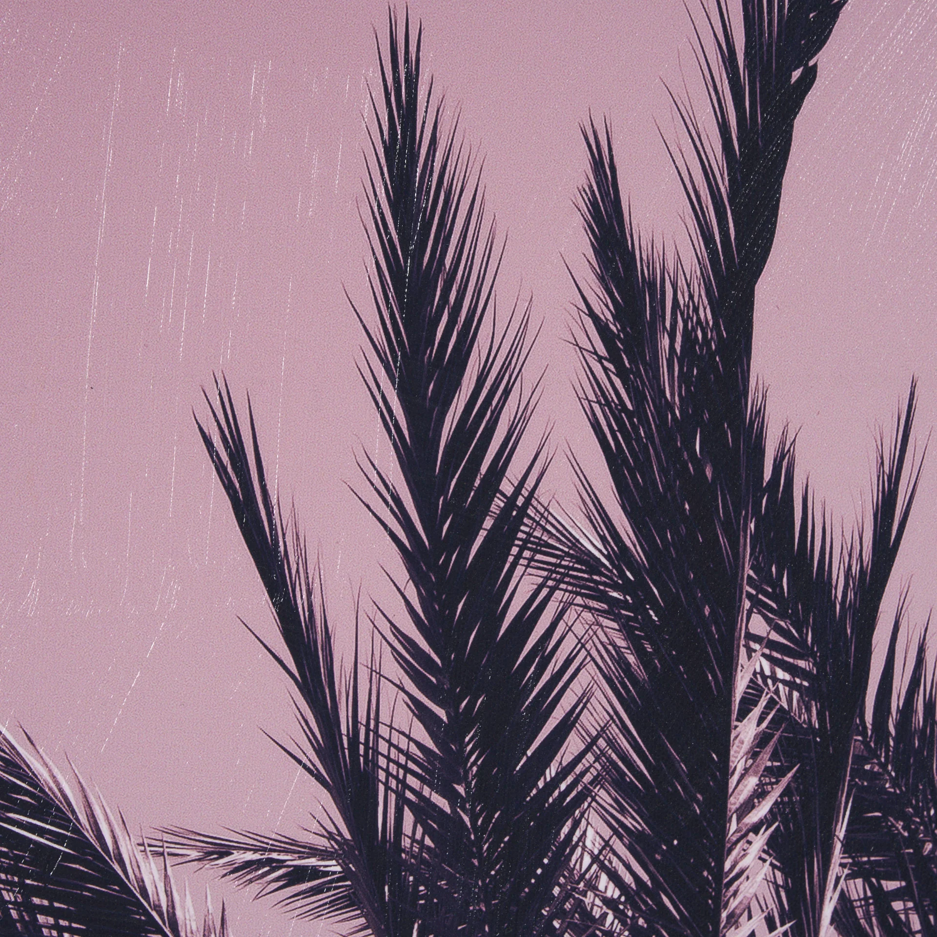 Pink Palms by Deborah Revell Framed Photo Art Print - Image 10